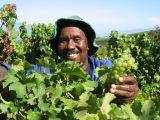 Kaaps Wijnhuis_Zuid Afrikaanse wijnen_ wijnplukker
